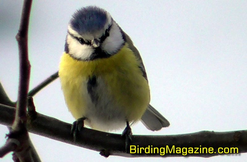 Eurasian Blue Tits Are Quite Jumpy, But Patient Birders Get Their Reward