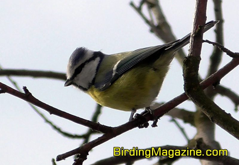 Eurasian Blue Tit Are Small Passerines with Beautiful Blue and Yellow Plumage