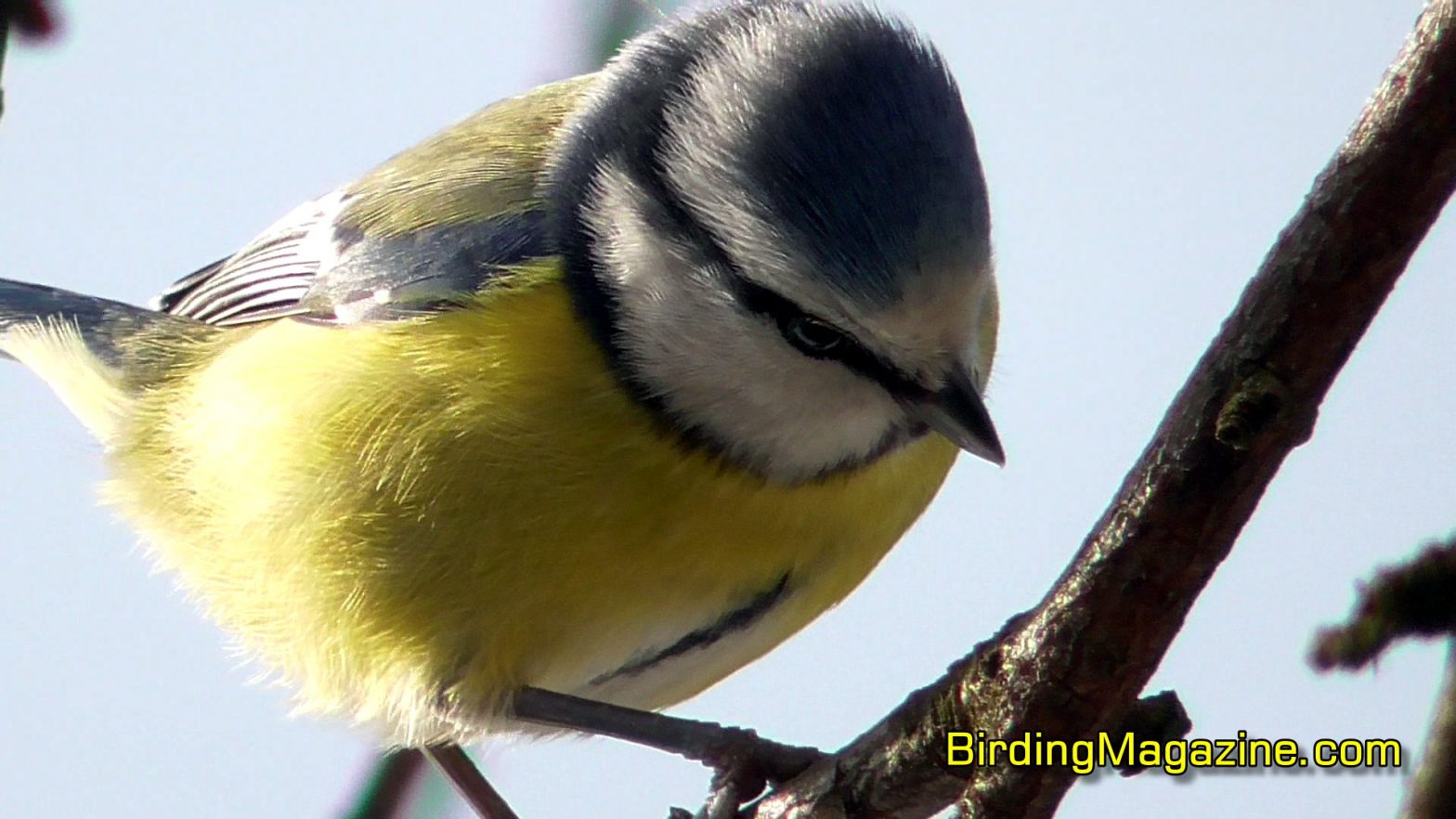 Eurasian Blue Tit - Arguably the Most Colorful European Tit