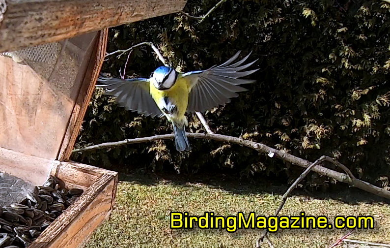 Eurasian Blue Tit in Flight Before Landing on Bird House
