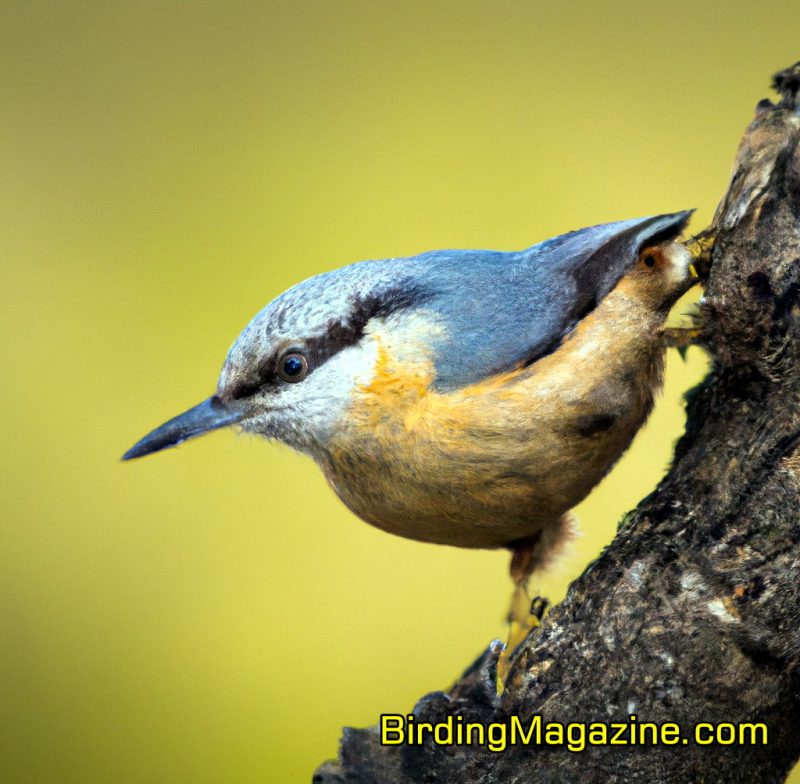 Captivating Close-Up: The Majestic Eurasian Nuthatch