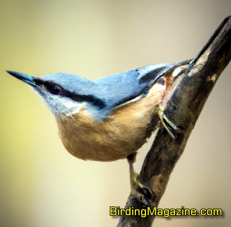 Perched with Perfection: The Enchanting Eurasian Nuthatch