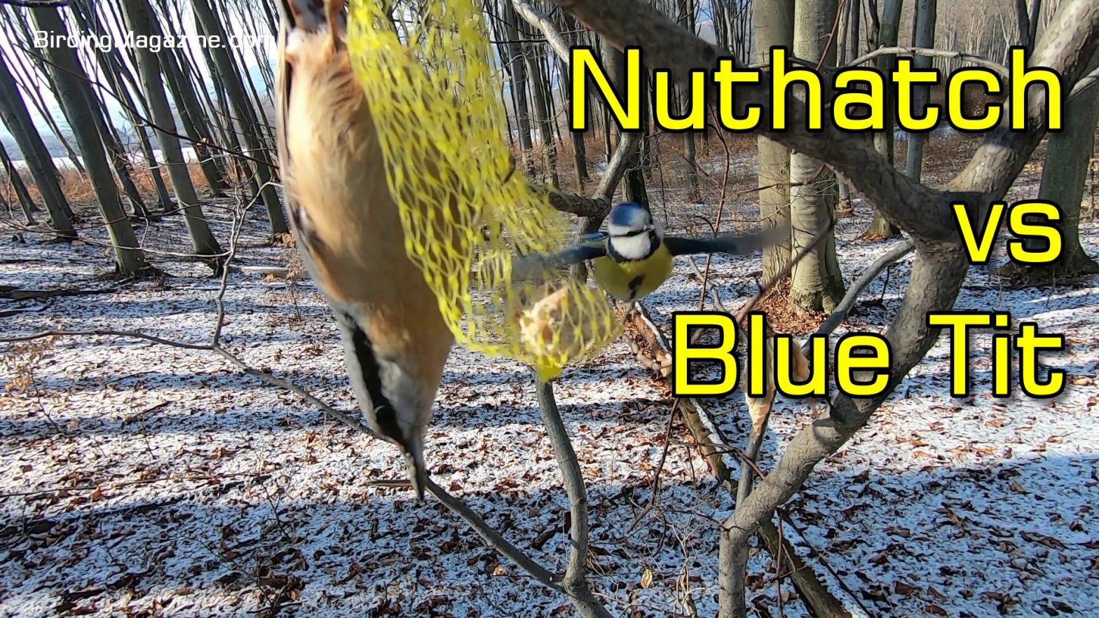 Feathered Confrontation: Nuthatch vs. Blue Tit in a Battle for Survival