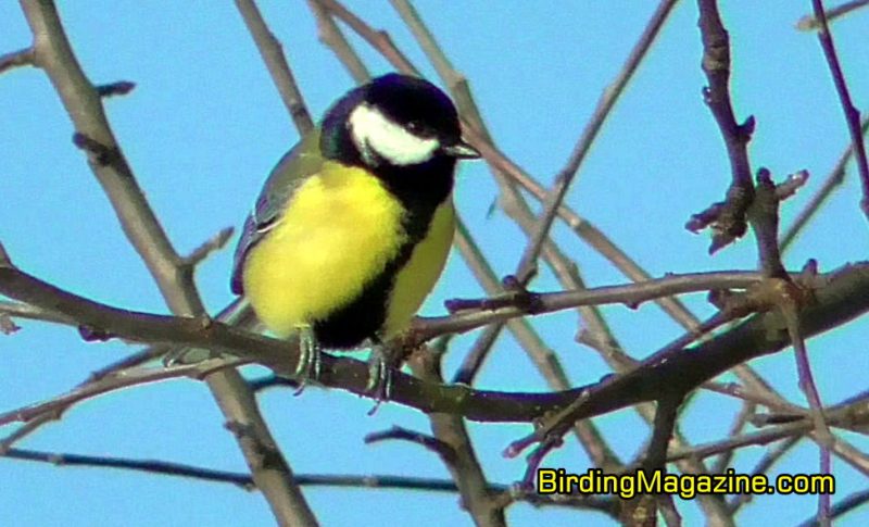 Great Tit is the Most Widespread of All the Tit Species