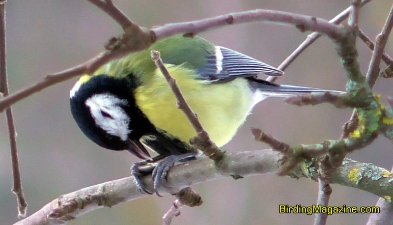 Great Tit Hold-Hammering a Seed on Tree Branch
