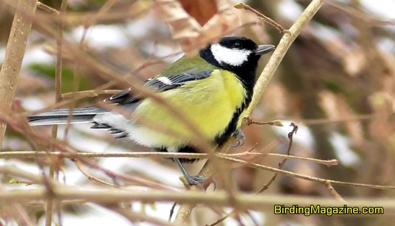 In the Past, People Associated the Saw-Sharpening Call of the Great Tit a Forecasting of Rain