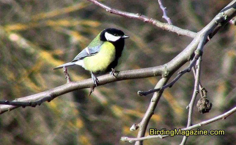 Great Tit is Well Adapted to Both Life in the Forest and in Human Modified Habitats