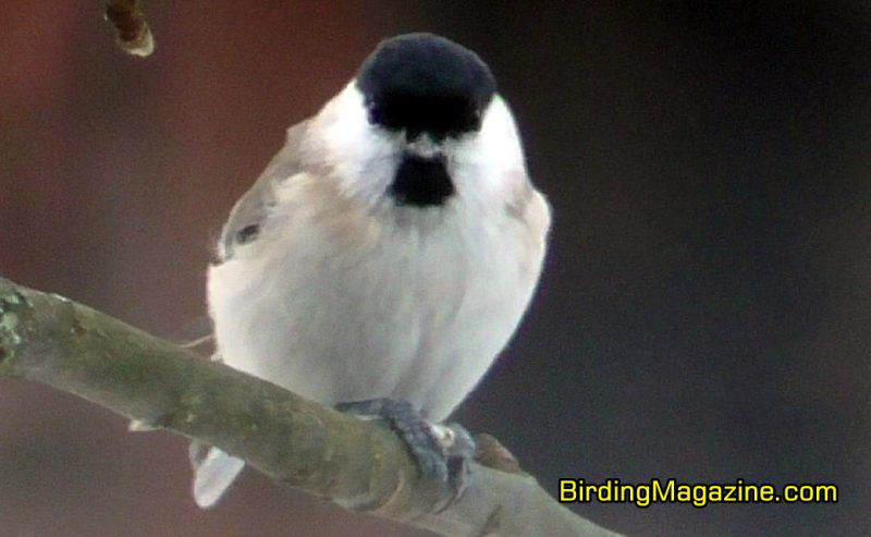 Marsh Tit Looking Directly Into the Camera
