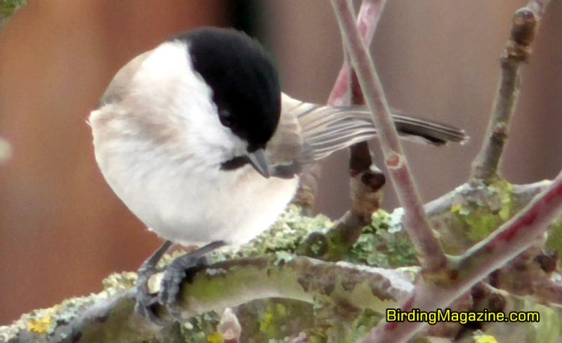 Marsh Tits Tend to Be Monogamous and Pair for Life