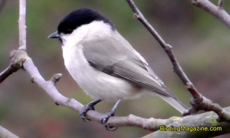 Marsh Tits Are Resident Birds and Don't Normally Migrate