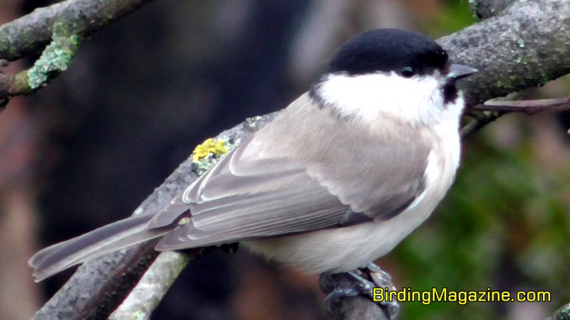 Marsh Tits Are Almost Identical in Appearance to the Willow Tits, But Have Different Song