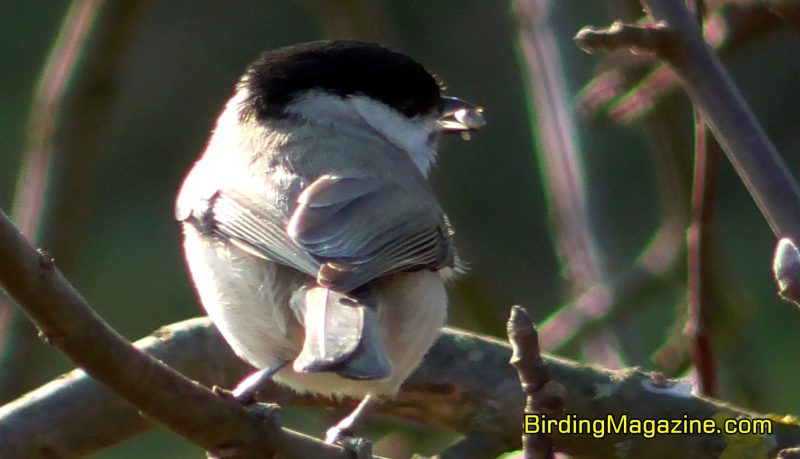 Marsh Tits Generally Eat Insects and Spiders, But Will Eat Seeds in Winter