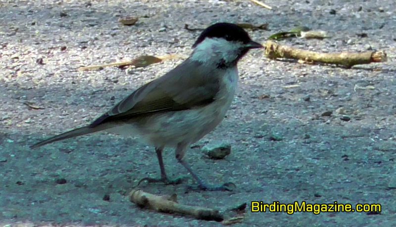 Typical Lifespan of the Marsh Tit is Two to Three Years in the Wild