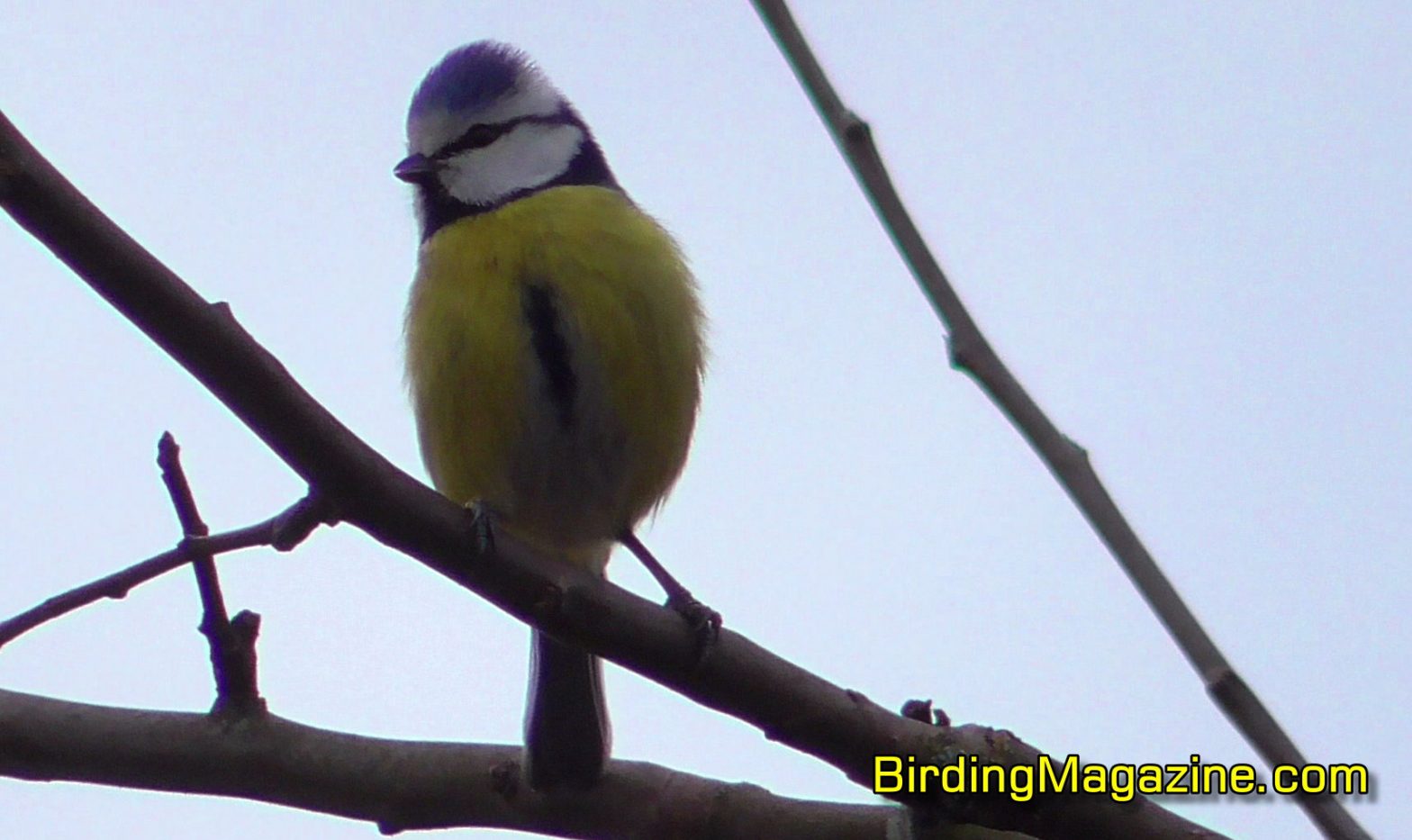 Eurasian Blue Tit Is from the Paridae Family of Birds