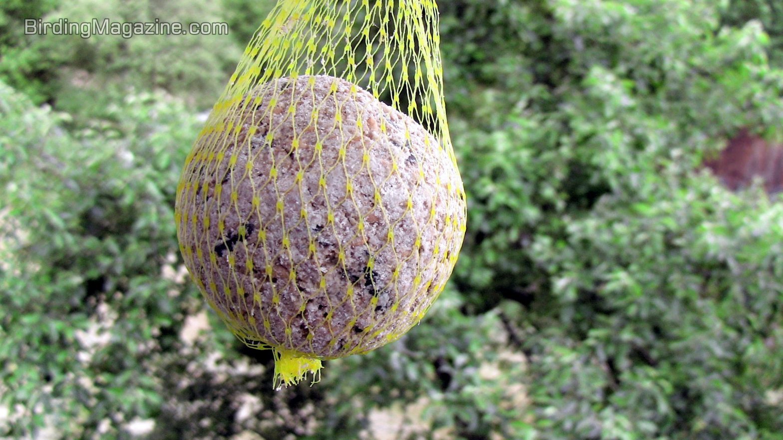 What Are Suet Balls and What Birds Eat Them?